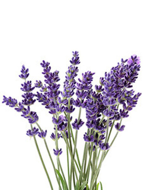 Lavender EO001