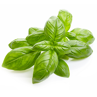 Basil Essential Oil