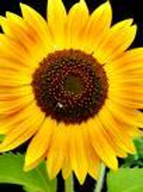 SunFlower Oil