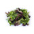 LETTUCE – SPRING MIX LETTUCE – SPRING MIX