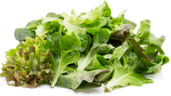 LETTUCE – SPRING MIX