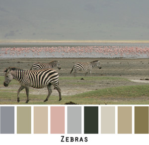 zebras - grey sage gray black white ivory tan dusty green olive lichen pink flamingo colors for blue eyes, green eyes, brown eyes, blonde hair, brunette, redhead, black hair, gray hair - photo by Inese Iris Liepina, Wrapture by Inese
