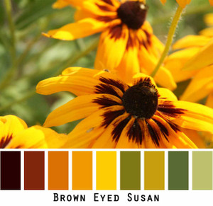 Brown Eyed Susan, bright yellow and brown flowers with green meadow grass. Photograph by Inese Īris Liepiņa