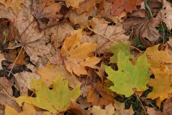 gold green brown tan orange fallen maple leaves photograph by Inese Iris Liepina
