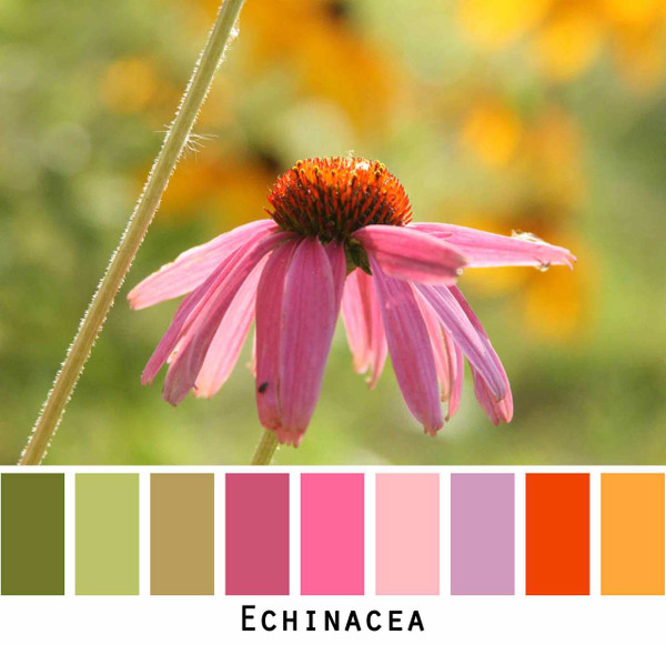 Echinacea purple pink flowers in green grass meadow, photographed by inese Iris Liepina