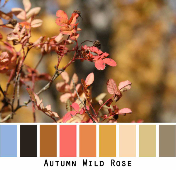 Autumn Wild Rose coral red orange pumpkin sky blue black olive gold photograph by Inese Iris Liepina