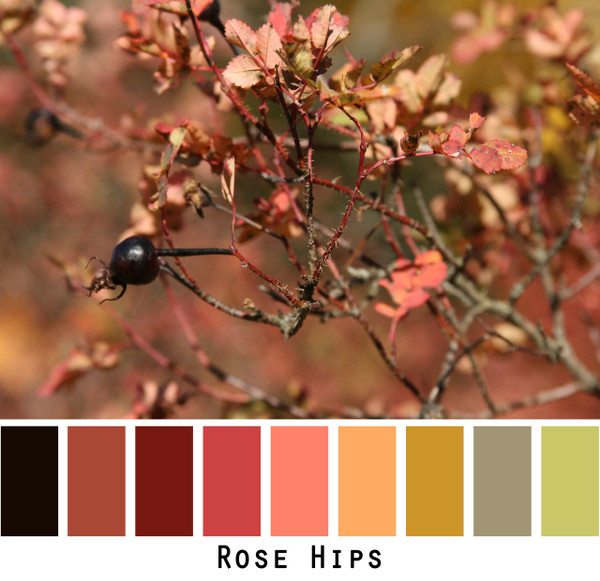Rose Hips black pink rose peach olive green gold, colors in a photo by Inese Iris Liepina made into a color card for custom ordering from Wrapture by Inese