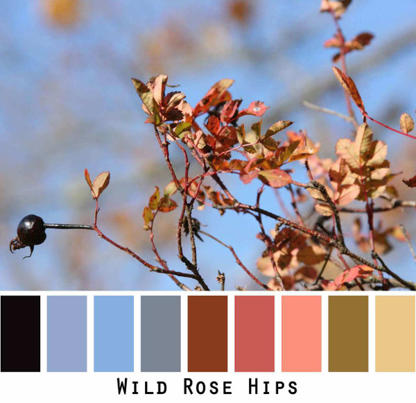 Wild Rose Hips photo color card for custom orders | Wrapture by Inese
