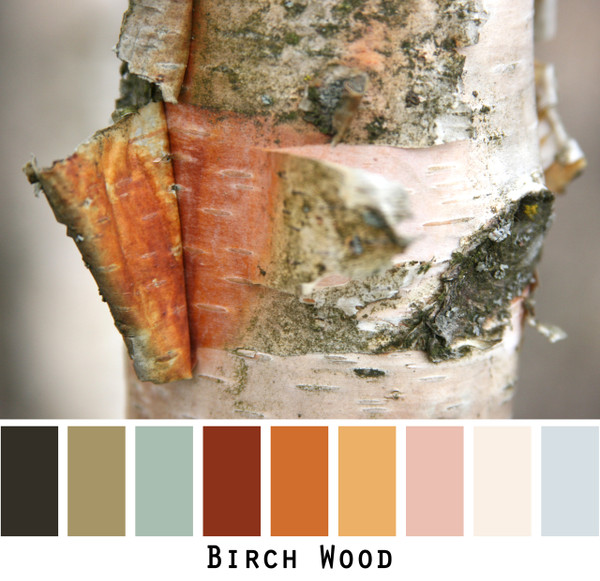 Birch Wood - rust, charcoal, olive, pink, lichen blue, warm white colors in a photo by Inese Iris Liepina made into a color card for custom ordering from Wrapture by Inese