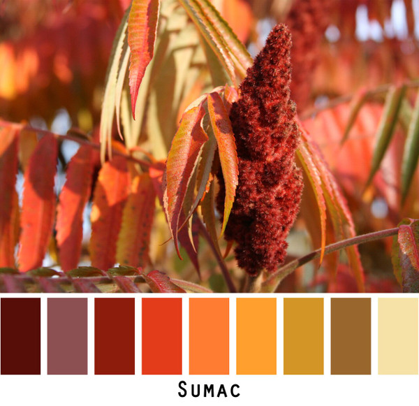 Sumac photograph made into a color card for custom orders photographed by Inese Iris Liepina