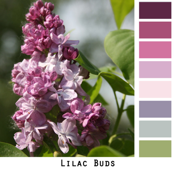 lilac buds photographed by Inese Iris Liepina for Wraputre by Inese