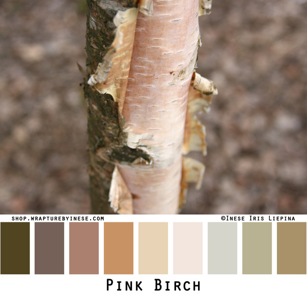 Photograph of a pinkish birch tree I photographed