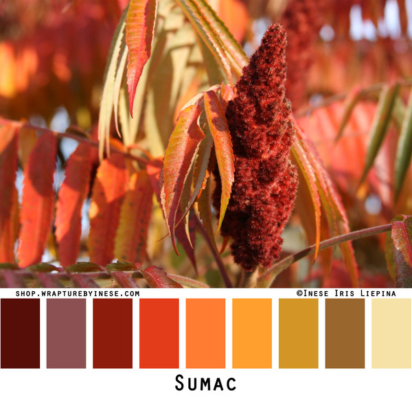 Sumac trees photographed by Inese Iris Liepina