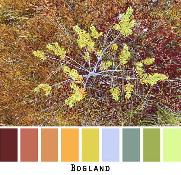 bogland color card photographed by Inese Iris Liepina