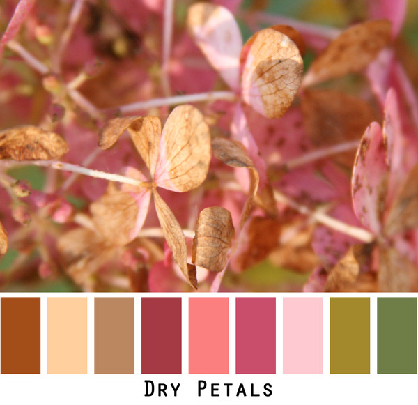 Dry Petals photograph made into a color card to inspire Wrapture by Inese knitwear. Photo by Inese Iris Liepina