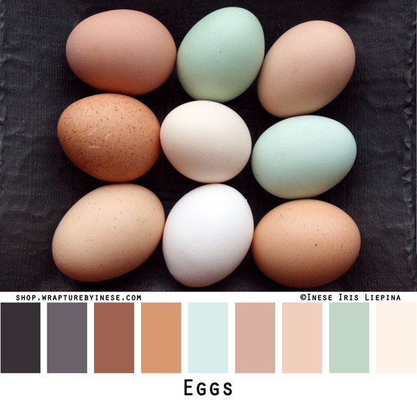 Eggs photographed by Inese Iris Liepina and made into a color card for custom ordering knitwear from Wrapture by Inese