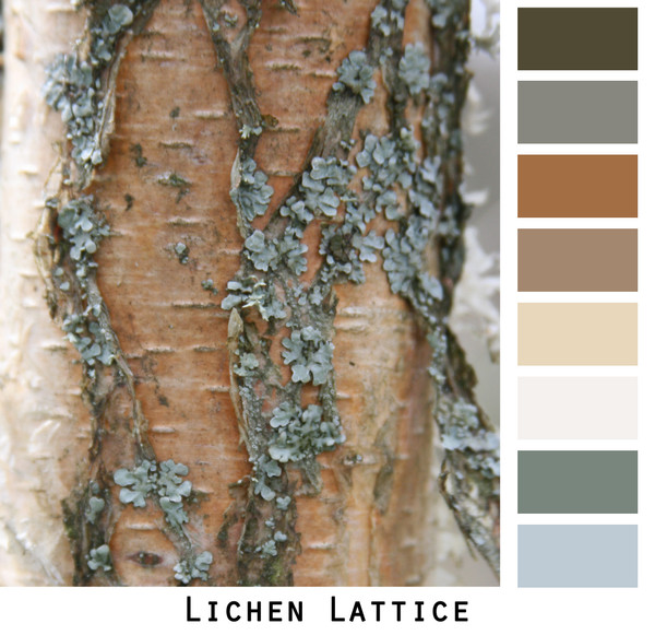 Lichen Lattice photograph by Inese Iris Liepina made into a color card for Wrapture by Inese