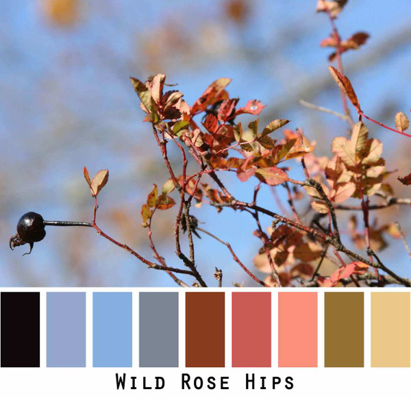 Wild Rose Hips blue sky black rust mauve olive gold photograph by Inese Iris Liepina