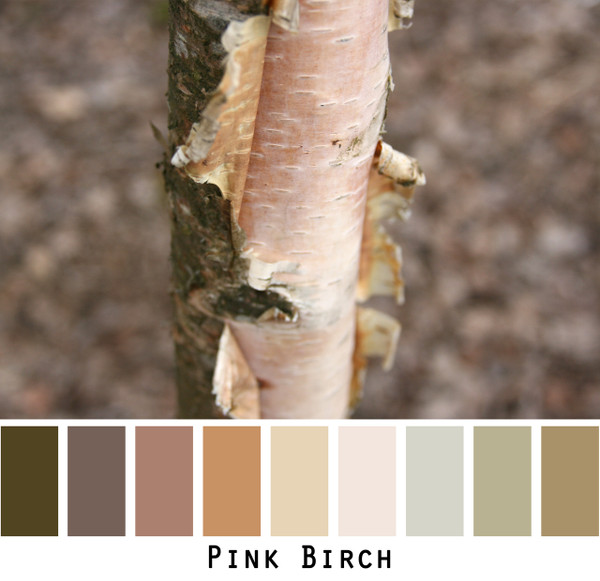 Pink Birch - soft warm taupes, mauves and pinks colors in a photo by Inese Iris Liepina made into a color card for custom ordering from Wrapture by Inese