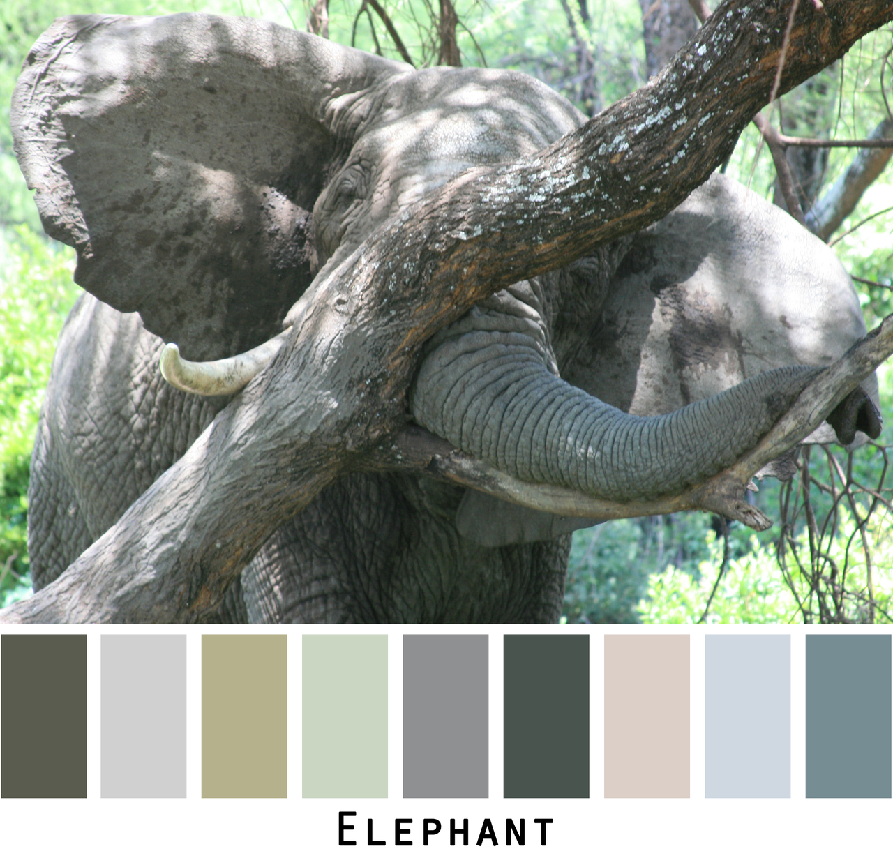 ◆BLUE ELEPHANT◆ HUE ash brown Blue Elephant- HUE ash brown – Danzzac