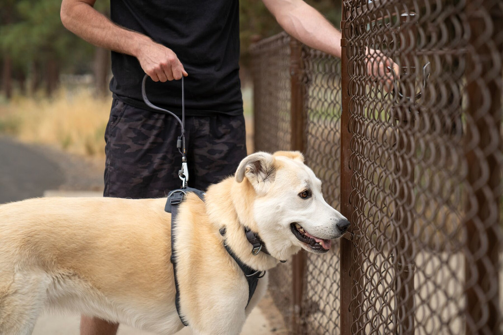 RuffWear Front Range Short Leash