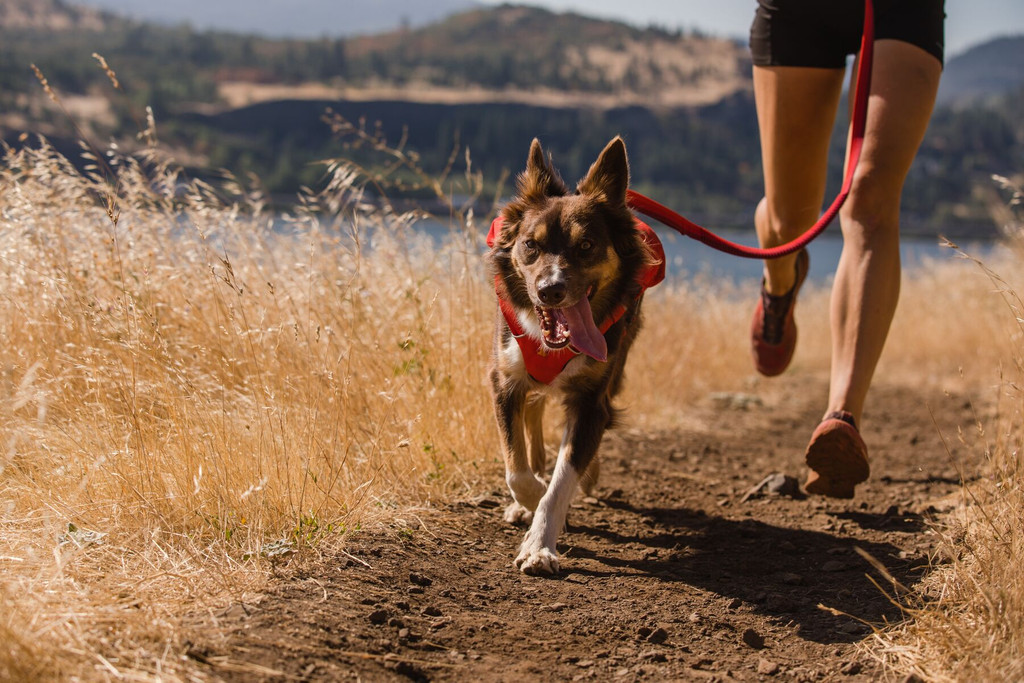 RuffWear Roamer™ Bungee Dog Leash 2024