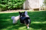 Hugglehound Fleece Bone 24"