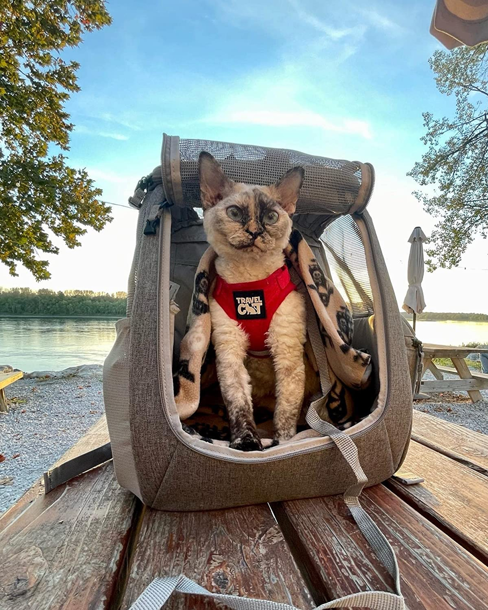 The Transpurrter Ultimate Calming Convertible Cat Carrier in Heather Grey / Your Cat Backpack