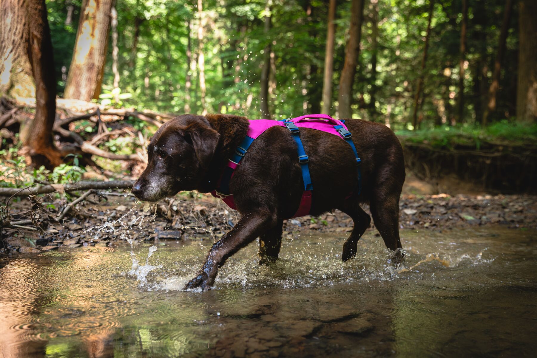 RuffWear Flagline™ Harness Alpenglow Pink - Bark, Bath & Beyond