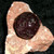 Garnet Stone with CARPATHIAN VAMPIRE 
