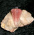 Pendant with JANN DJINN