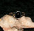 Stone Ring with MASTER STRIGOI VAMPIRE