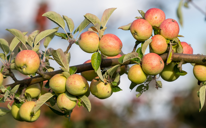 Does Apple Cider Vinegar Boost Your Immune System?