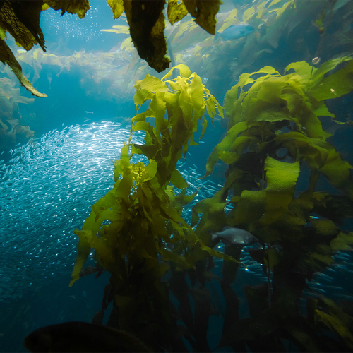 Health Benefits Of Kelp 