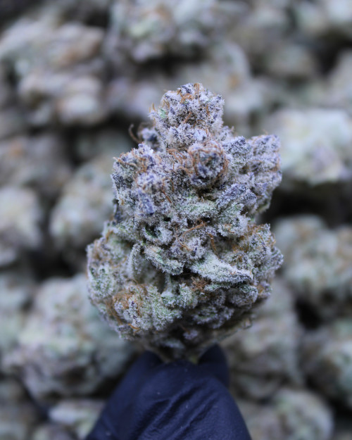 Peaches & Cream Hybrid 31.06% THCa -  Dankadence Private Reserve Tier Flower