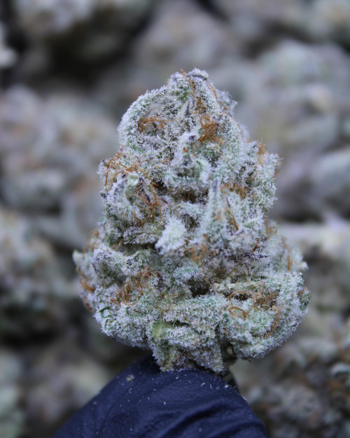 Peaches & Cream Hybrid 31.06% THCa -  Dankadence Private Reserve Tier Flower