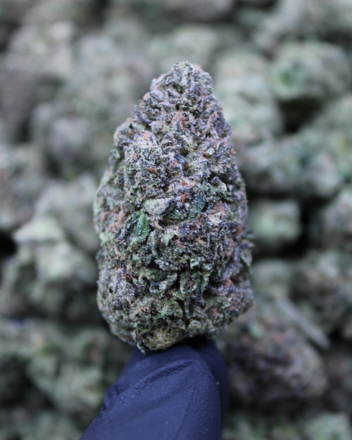 Pink Certz Sativa 30.87% THCa - Dankadence Private Reserve Tier Flower
