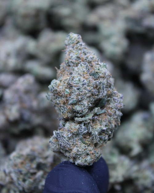 Lung Buster Hybrid 30.37% THCa - Dankadence Private Reserve Tier Flower