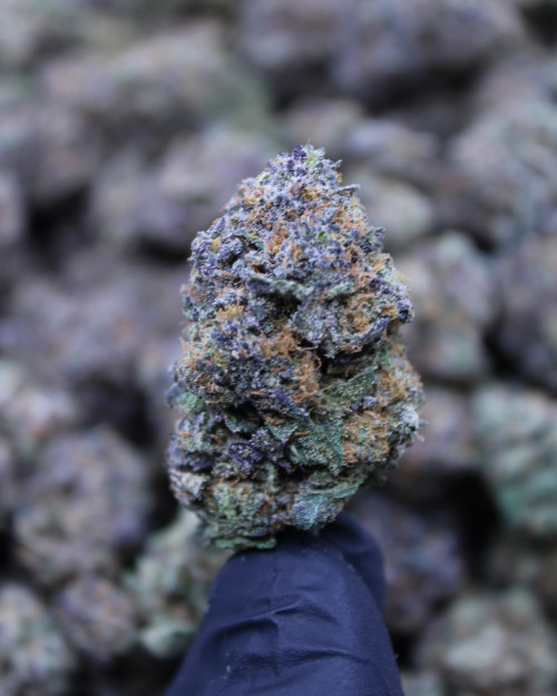 Huckleberry Diesel Hybrid 29.13% THCa- Dankadence Private Reserve Tier Flower