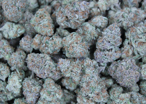Purple Punch indica 27.66%  THCa  - Dankadence Premium Tier Flower
