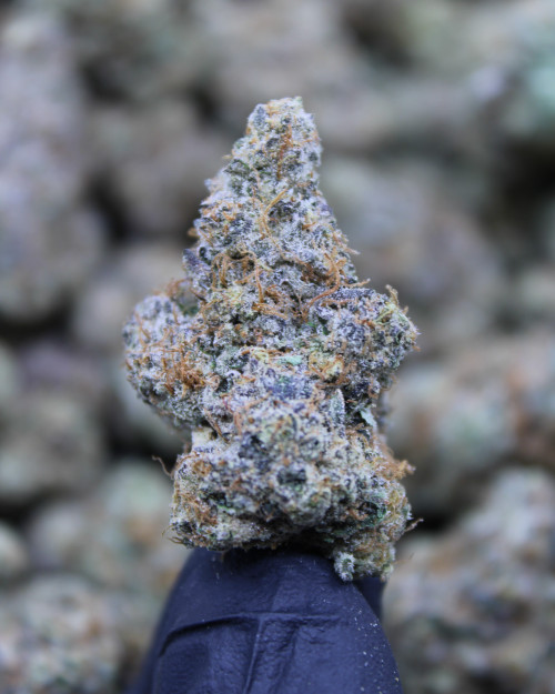 Carbon Fiber Hybrid 27.6%  THCa  - Dankadence Premium Tier Flower