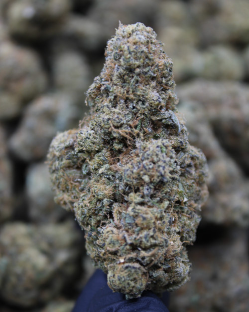 Jealousy Hybrid 30.59%  THCa - Dankadence Greenhouse Flower