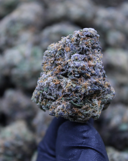 Velvet Sherbet Sativa  28.71% THCa - Dankadence Premium Tier Flower