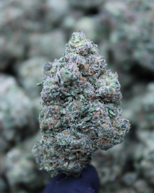 Rainbow Inferno Indica Private Reserve 31.18%  THCa - Dankadence Private Reserve Tier Flower