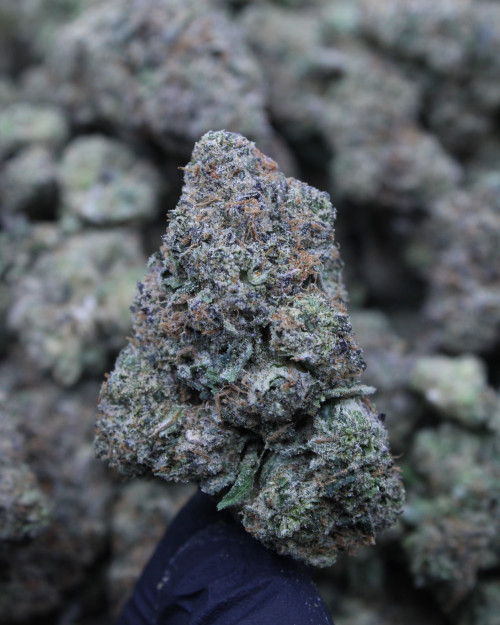 White Raspberry Gelato Indica 31.22% THCa - Dankadence Private Reserve Tier Flower