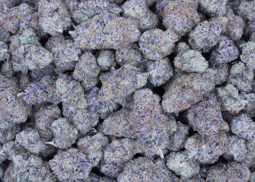 Black Amber Sativa 29.78% THCa - Dankadence Premium Tier Flower