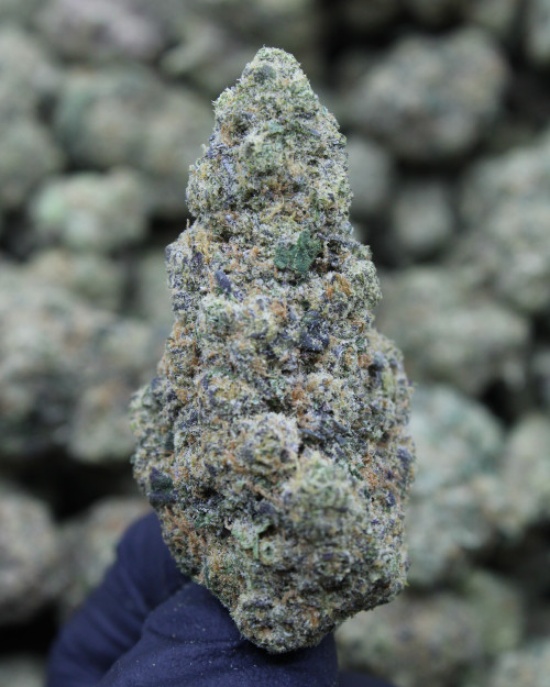 Future Haze Sativa 30.14% THCa - Dankadence Private Reserve Tier Flower