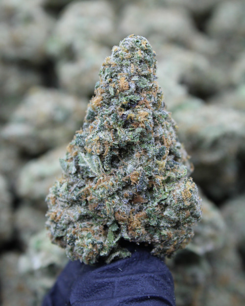 White Lemon Sativa 25.4% THCa - Dankadence Premium Tier Flower