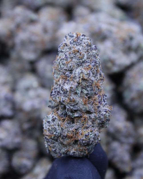Motorhead Indica 31.9% THCa - Dankadence Private Reserve Tier Flower