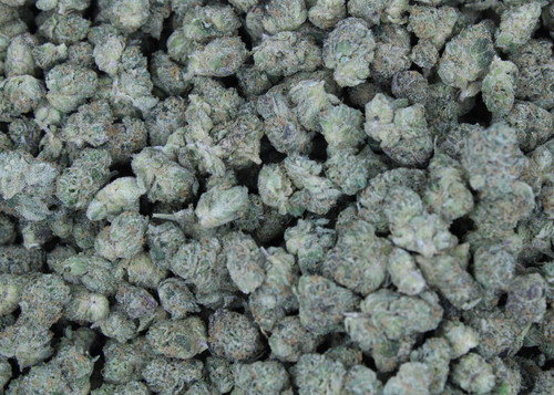 Gelato Ice(Smalls) Indica 29.14% THCa- Dankadence Smalls Flower